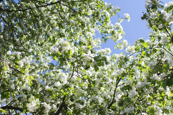 Flowering Apple Tree Branches Natural Background Spring Concept — Stock Photo, Image