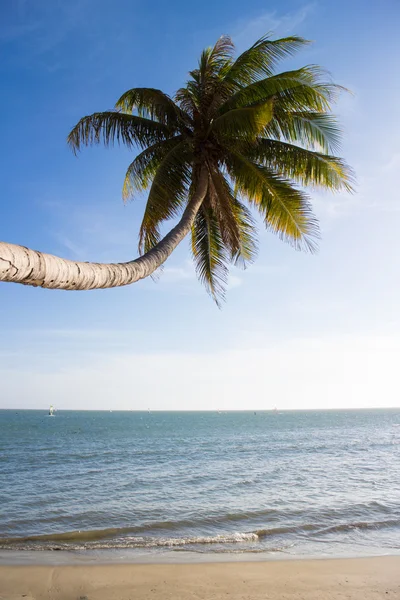 Palmeras sobre el cielo azul — Foto de Stock