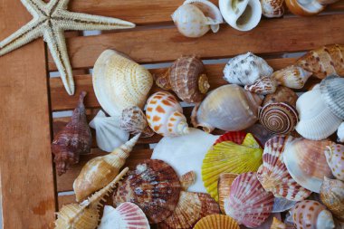 Farklı kabukları portre