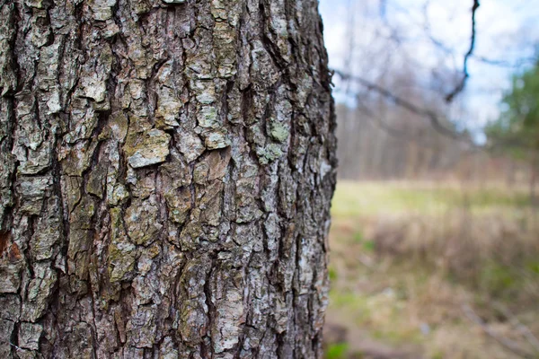 Lente Boomschors Weide Close — Stockfoto