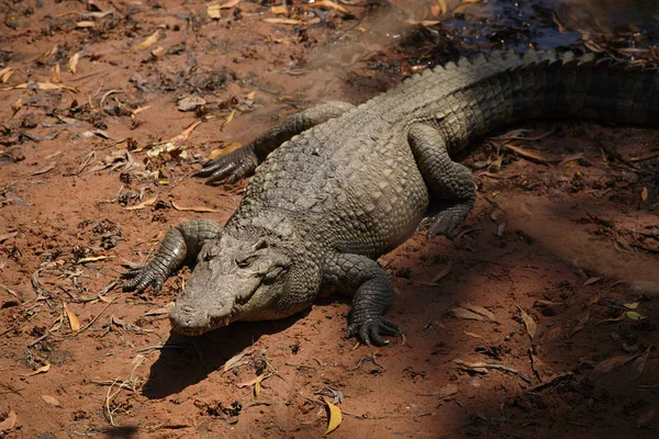 Coccodrillo appoggiato sulla riva — Foto Stock