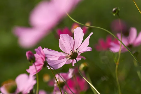 Nice spring flowers — Stock Photo, Image