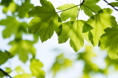 yaprakları yaz Park