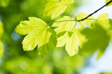 yaprakları yaz Park