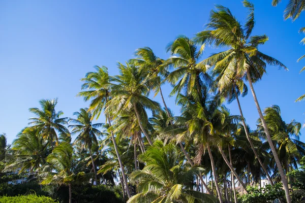 Palmen über blauem Himmel — Stockfoto