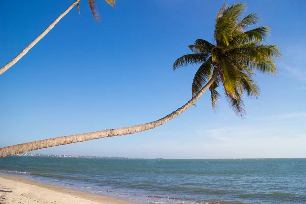 Üzerinde mavi gökyüzü palmiye — Stok fotoğraf