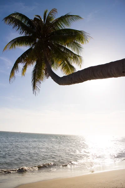 Palm over blauwe hemel — Stockfoto
