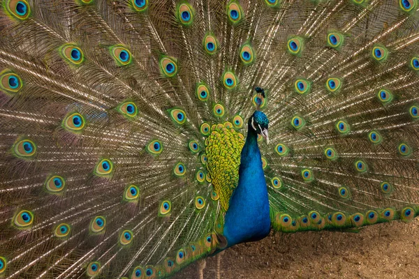 Pavão com bela cauda — Fotografia de Stock