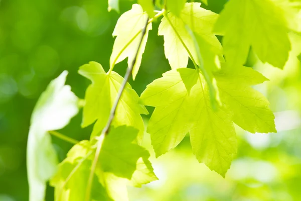 Leaves in Summer park — Stock Photo, Image