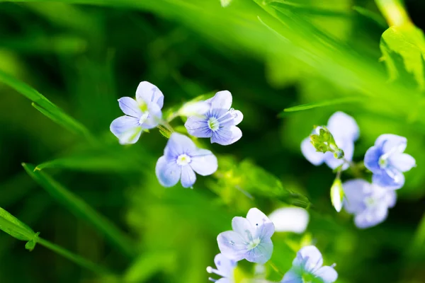 Summer field under sunlight — Stock Photo, Image