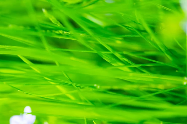 Summer field under sunlight — Stock Photo, Image