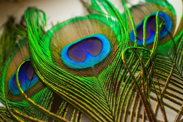 Penas de pavão coloridas — Fotografia de Stock