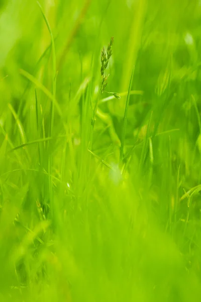 カラフルな緑の草 — ストック写真