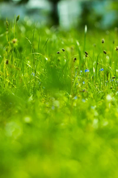 Färgglada grönt gräs — Stockfoto