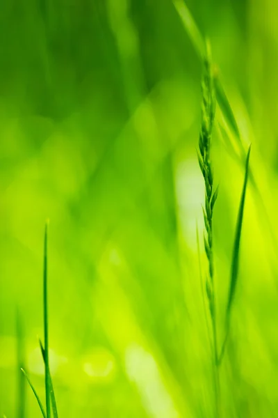 Πολύχρωμο πράσινο γρασίδι — Φωτογραφία Αρχείου