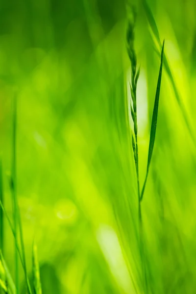 Färgglada Grönt Gräs Solig Dag — Stockfoto