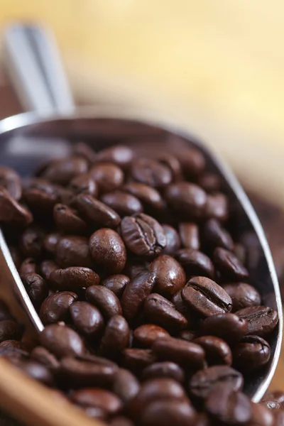 Coffee beans in scoop — Stock Photo, Image