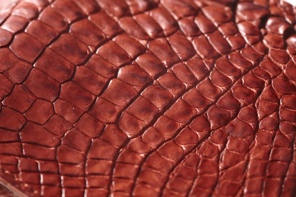 Tle ze skóry aligatora — Zdjęcie stockowe