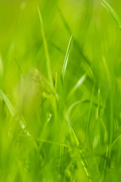 Pestré zelené trávě — Stock fotografie