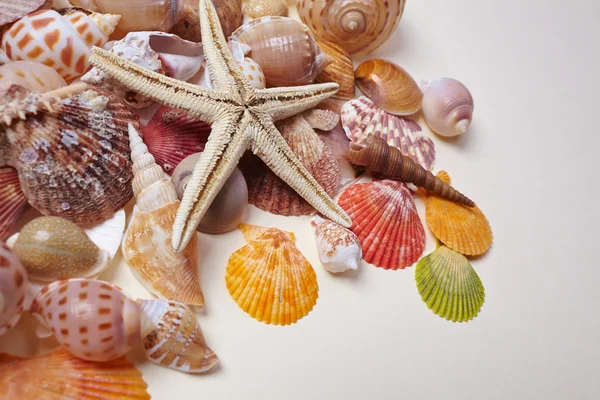 Mooie zeeschelpen en sea star — Stockfoto