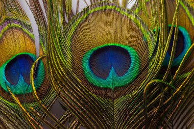 renkli tavus kuşu tüyü