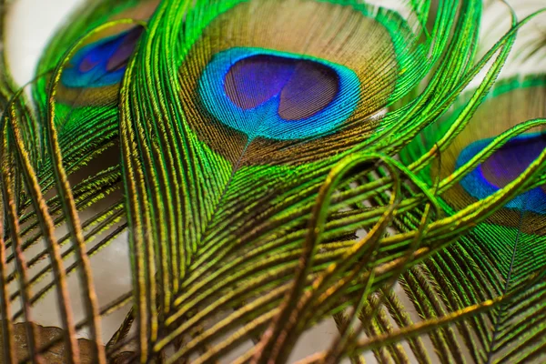 Penas de pavão coloridas — Fotografia de Stock