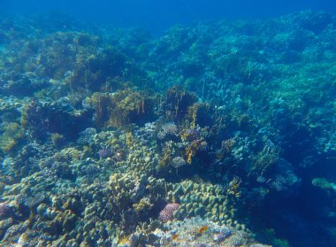 Tropikal Mercan Resifi