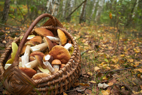 Mushrooms in wicker basket