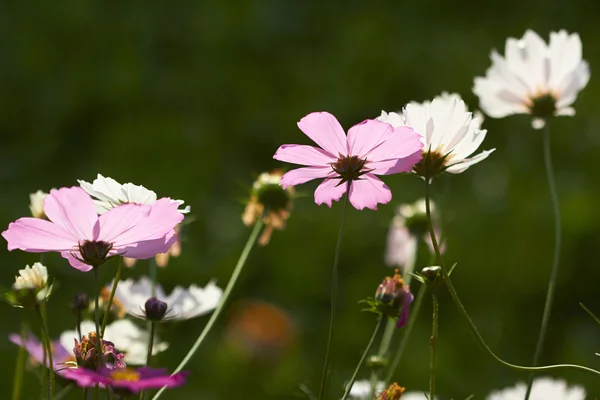 Cosmos Nice flowers — Stock Photo, Image