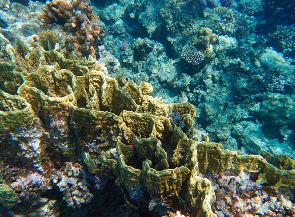 Tropiskt korallrev — Stockfoto