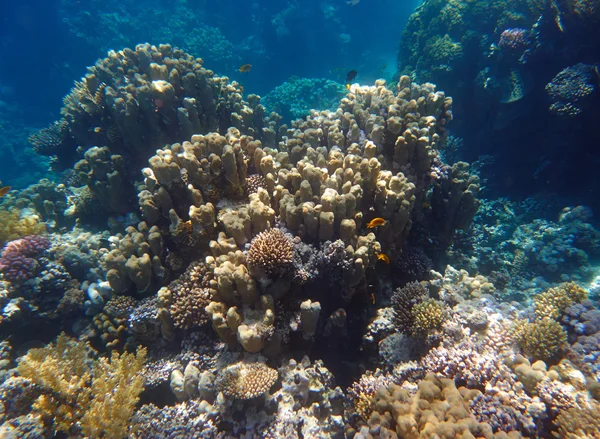 Tropický korálový útes — Stock fotografie