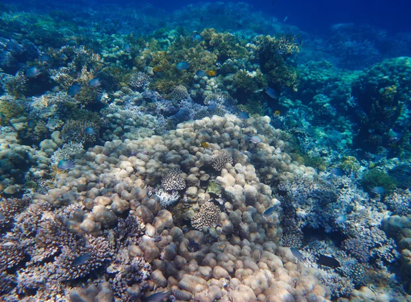 Arrecife de Coral Tropical —  Fotos de Stock