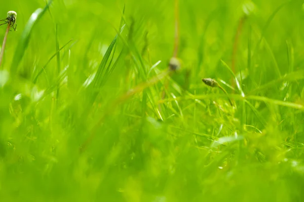 Colorful green Grass — Stock Photo, Image