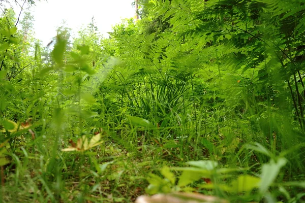 Agradável floresta de verão — Fotografia de Stock