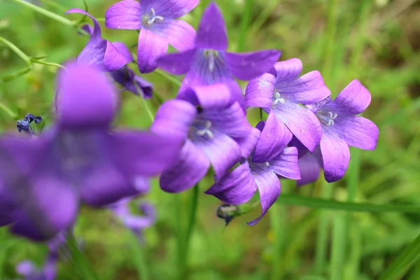 Bunte Blauglockenblumen — Stockfoto