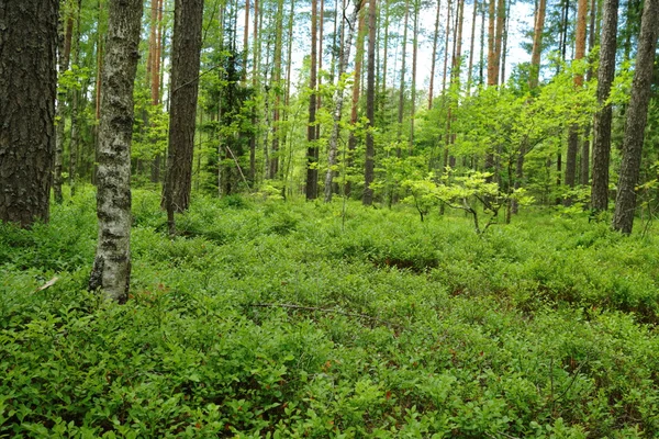 Bonito bosque de verano —  Fotos de Stock