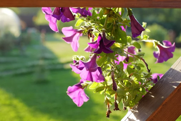Petunia blommor närbild — Stockfoto