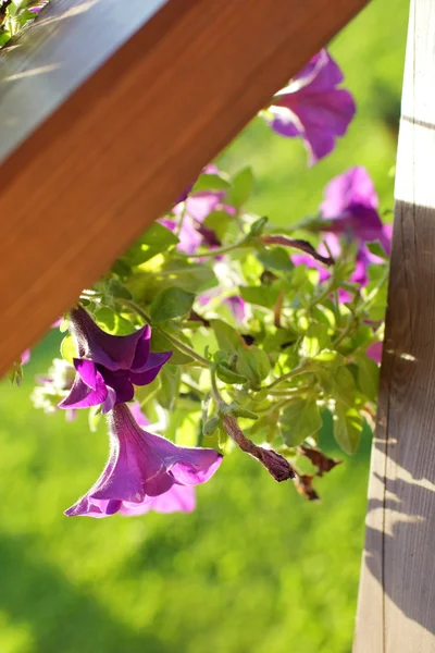Petunia blommor närbild — Stockfoto