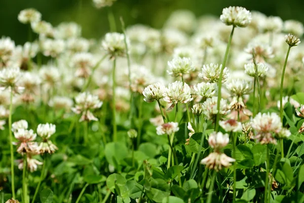 Fiori bianchi piccoli — Foto Stock