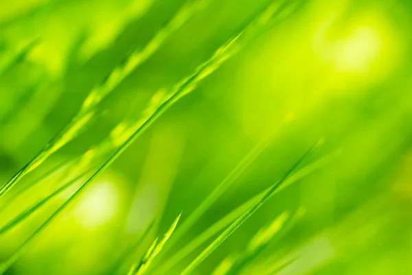 Erba verde colorato — Foto Stock