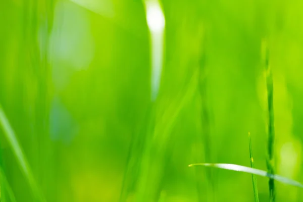 Colorful green Grass — Stock Photo, Image