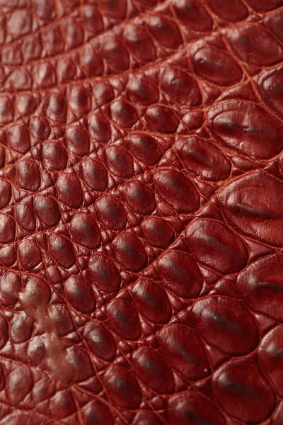 Tle ze skóry aligatora — Zdjęcie stockowe