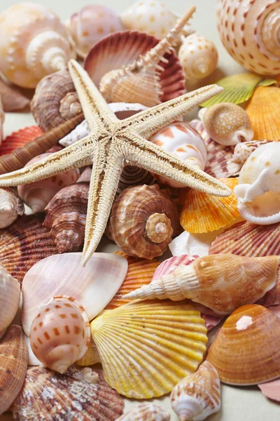 Морские раковины и морская звезда — стоковое фото