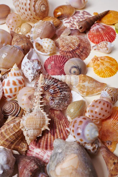 Mooie zeeschelpen — Stockfoto