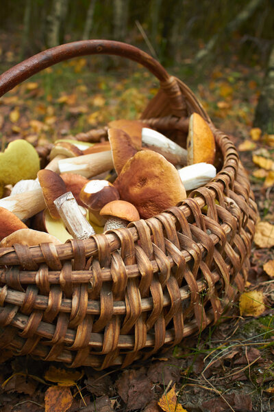 fresh forest Mushrooms