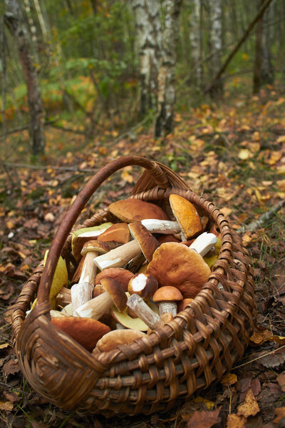 fresh forest Mushrooms
