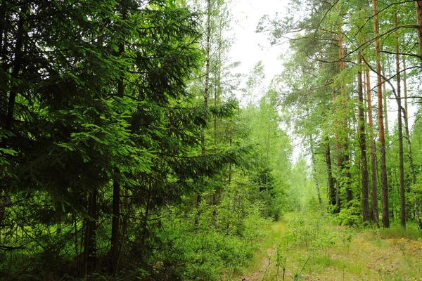 Fijne zomer bos — Stockfoto