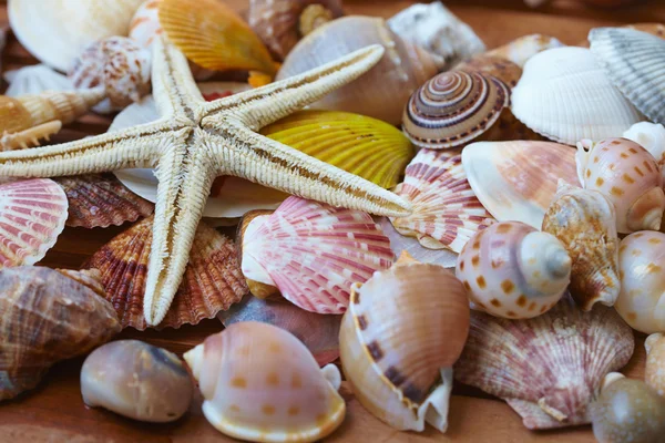 Mořské mušle a sea star — Stock fotografie