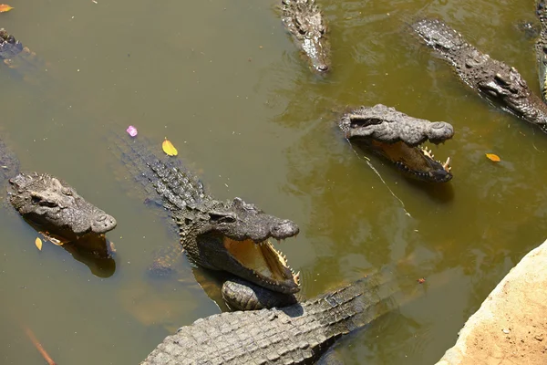 Close up shot of crocodiles — Stock Photo, Image