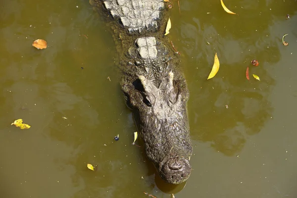 Close up shot of Crocodile — Stock Photo, Image